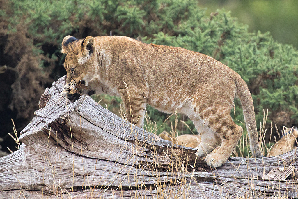 African Lion