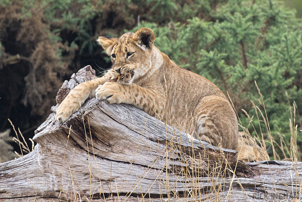 African Lion