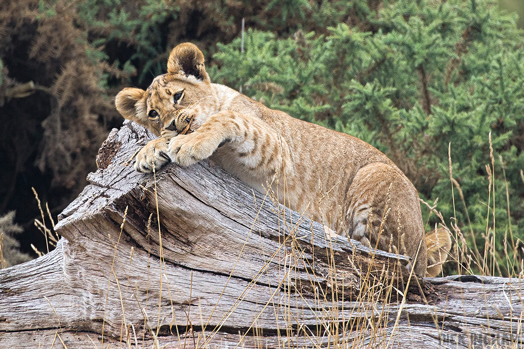 African Lion