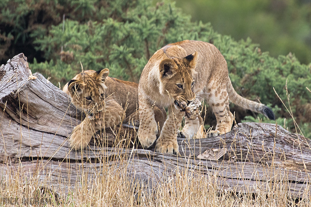 African Lion