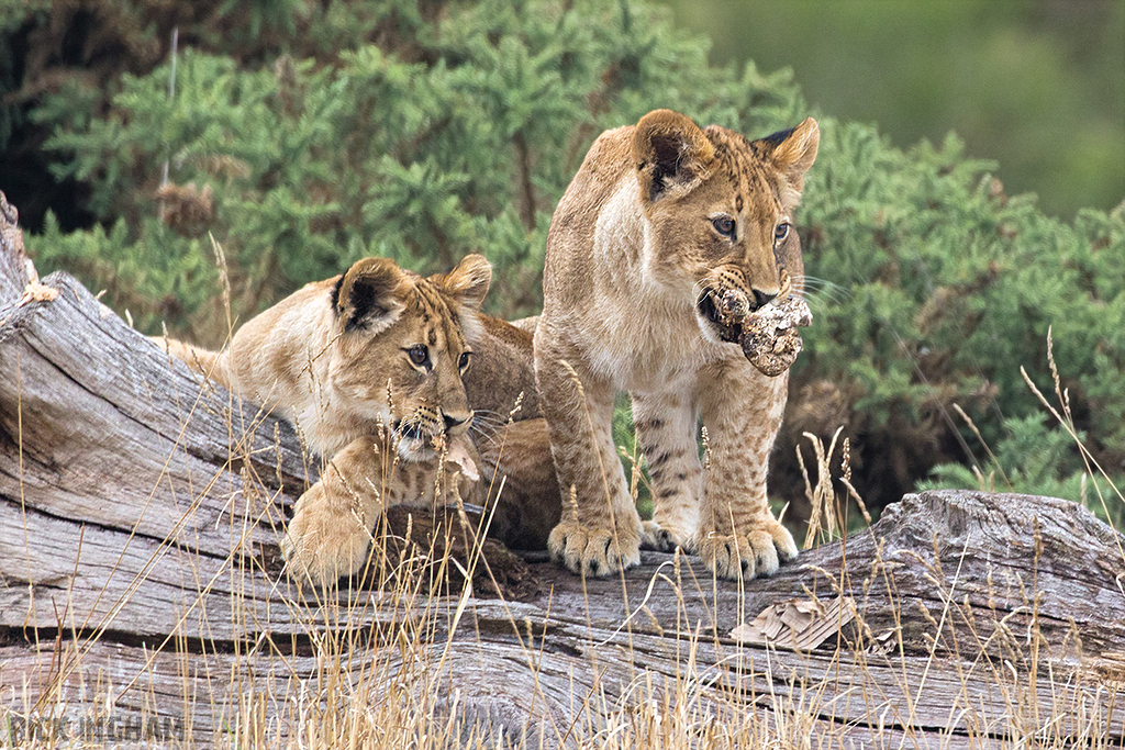 African Lion