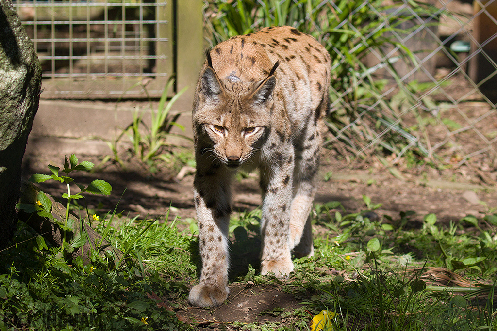 Carpathian Lynx