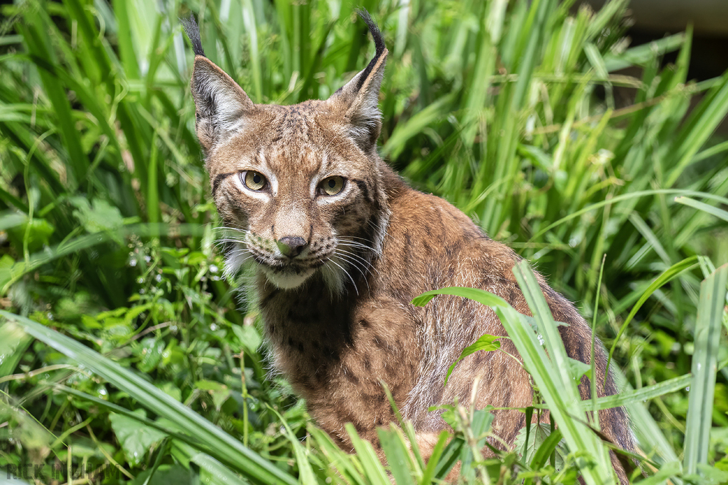 Eurasian Lynx