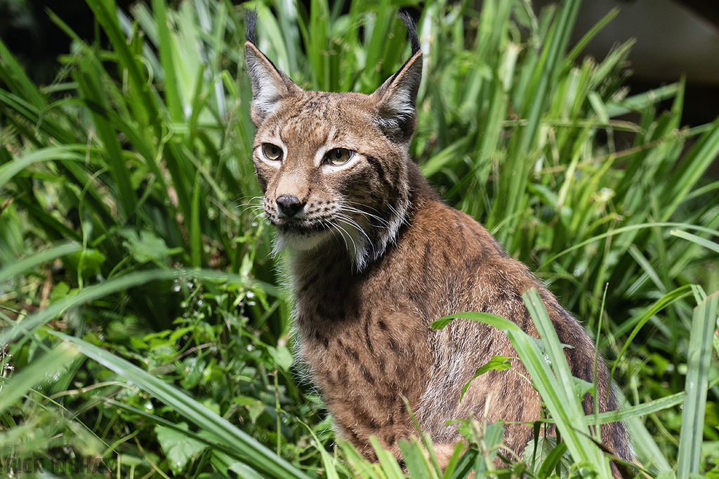 Eurasian Lynx