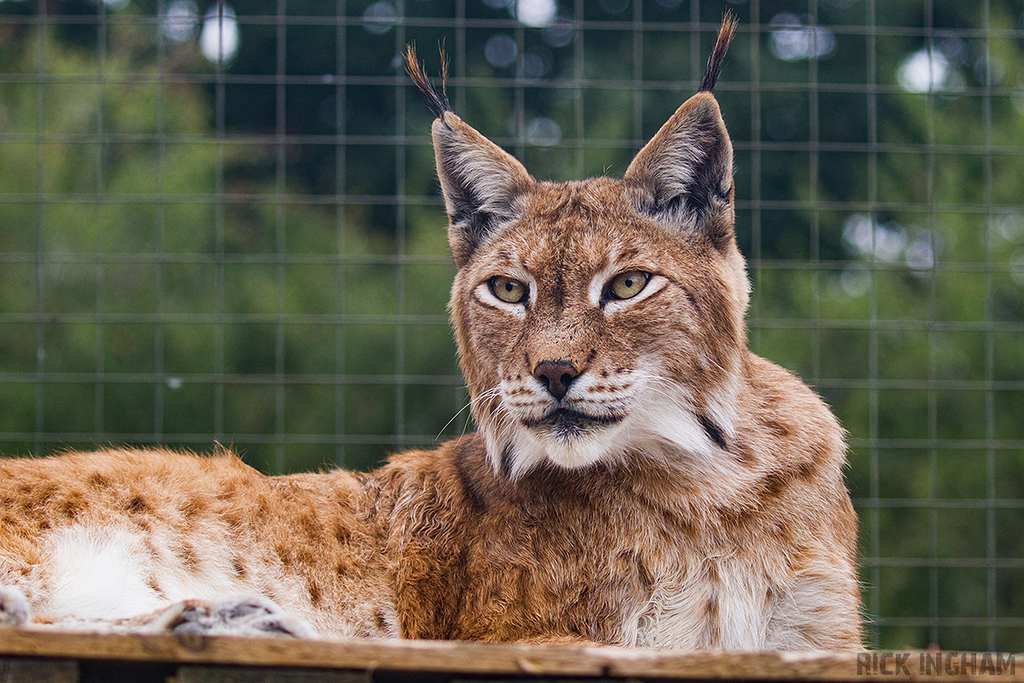 Eurasian Lynx