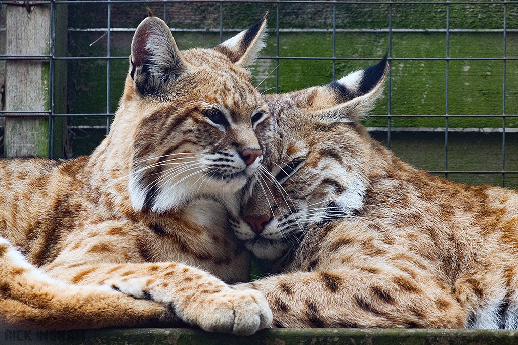 Eurasian Lynx
