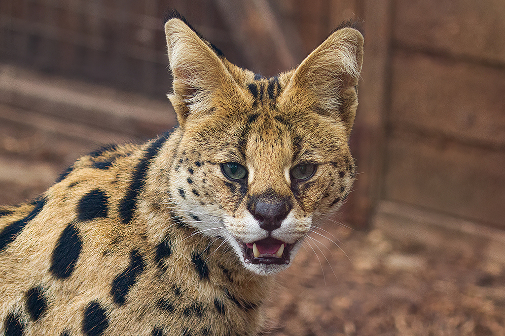 Serval