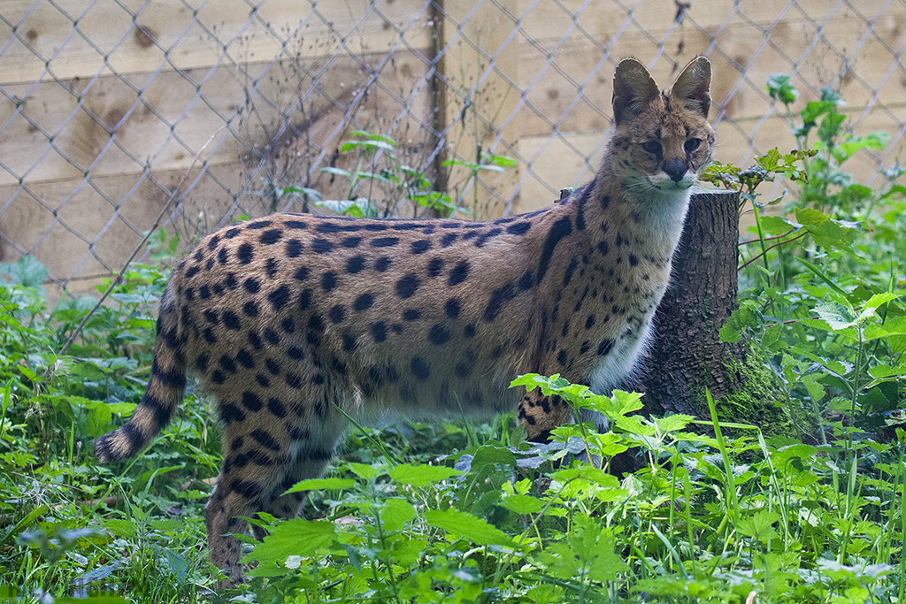 Serval