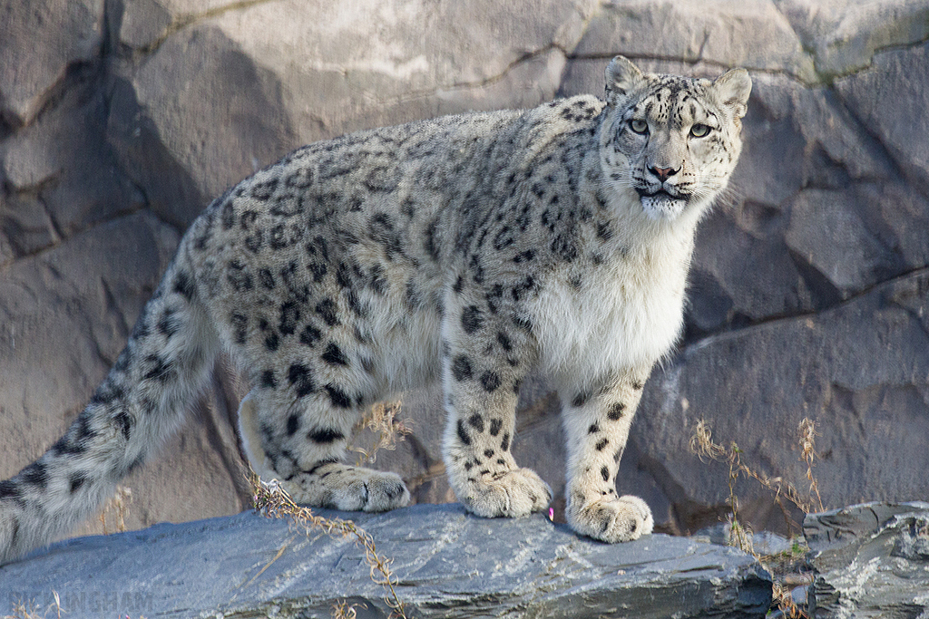 Snow Leopard