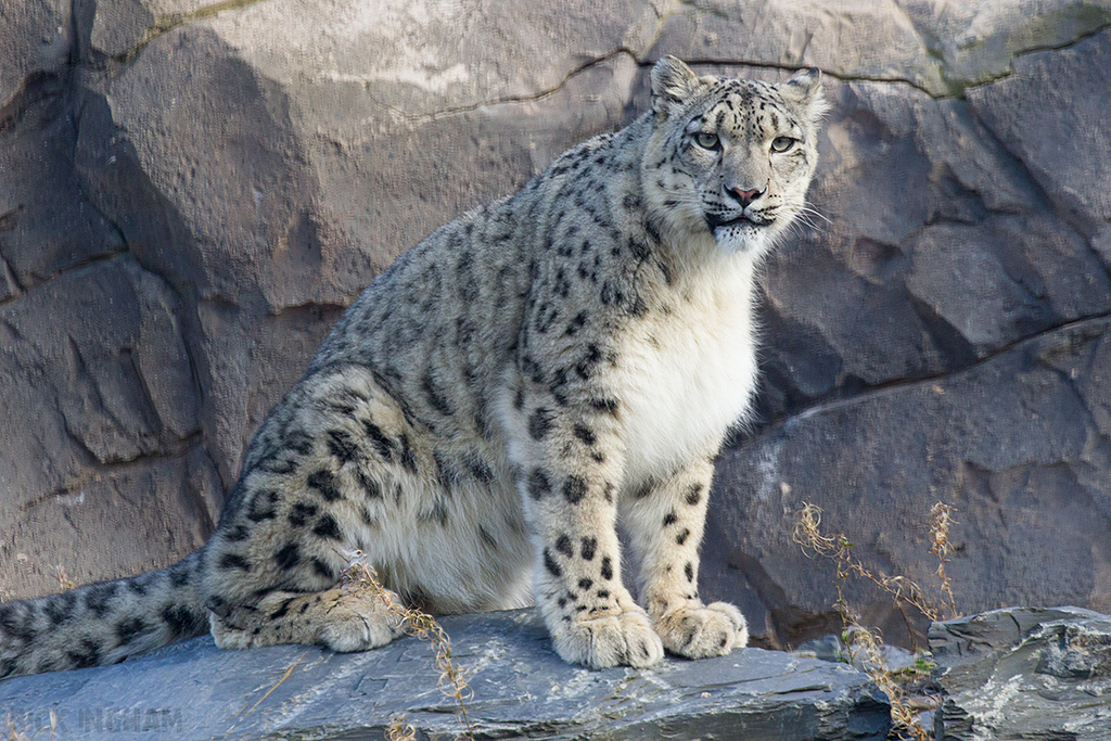 Snow Leopard