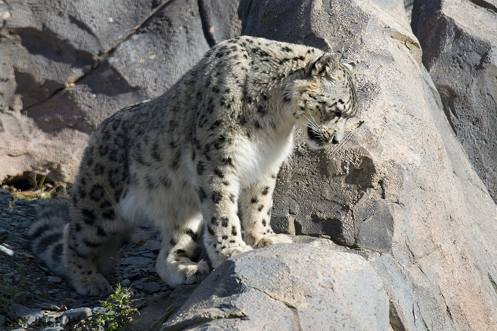 Snow Leopard