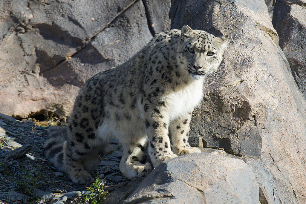 Snow Leopard