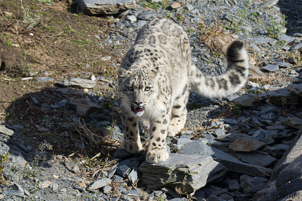 Snow Leopard