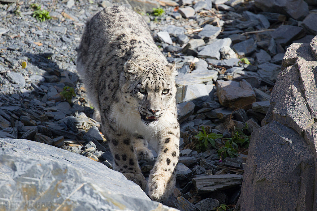 Snow Leopard