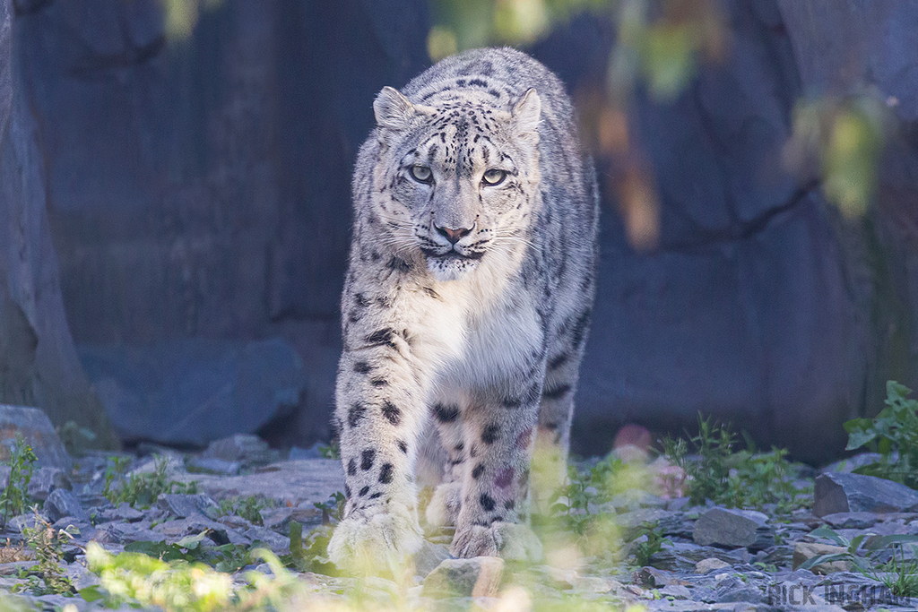 Snow Leopard