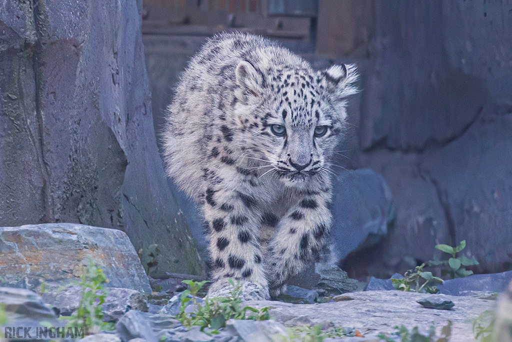 Snow Leopard | Cub