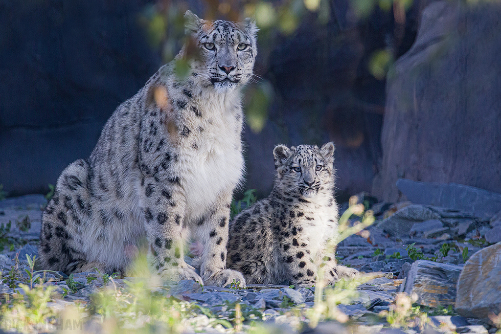 Snow Leopard | Cub