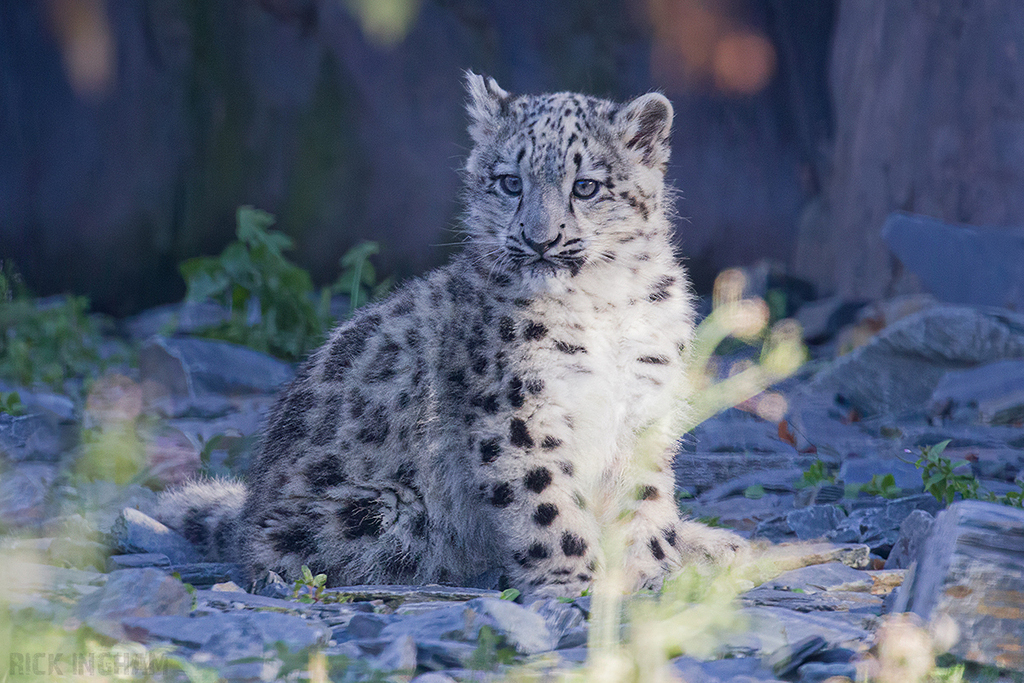 Snow Leopard | Cub