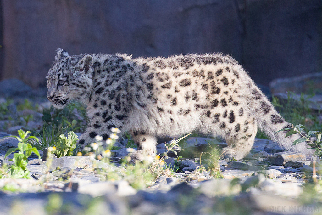 Snow Leopard | Cub