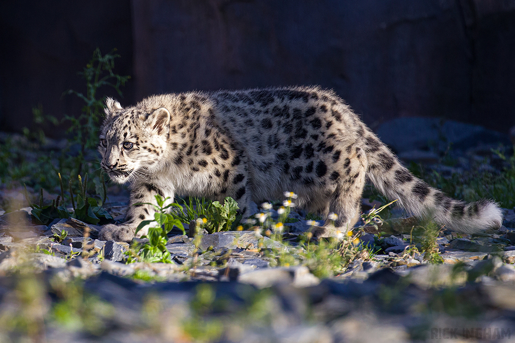 Snow Leopard | Cub