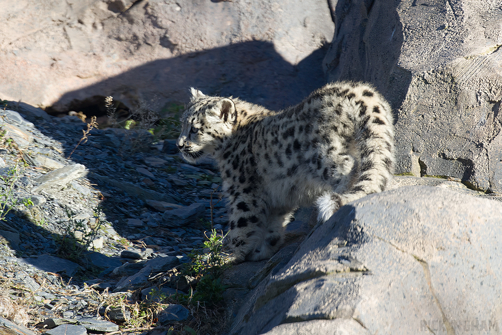 Snow Leopard | Cub