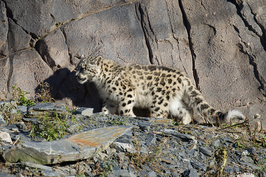 Snow Leopard | Cub
