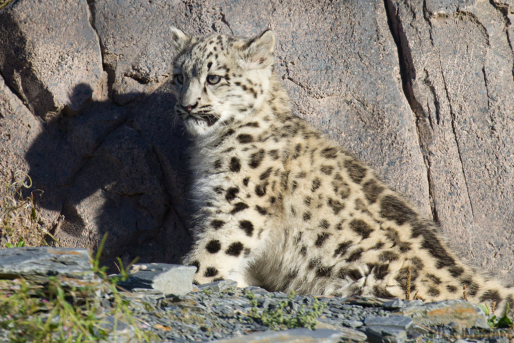 Snow Leopard | Cub