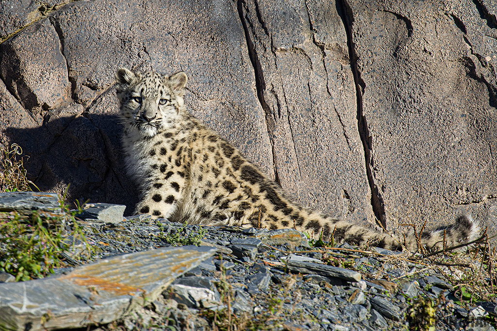 Snow Leopard | Cub