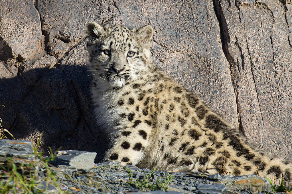Snow Leopard | Cub