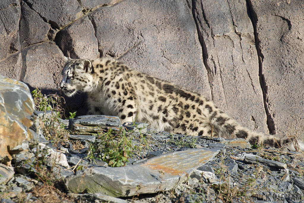 Snow Leopard | Cub