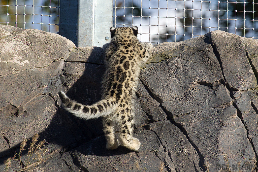 Snow Leopard | Cub