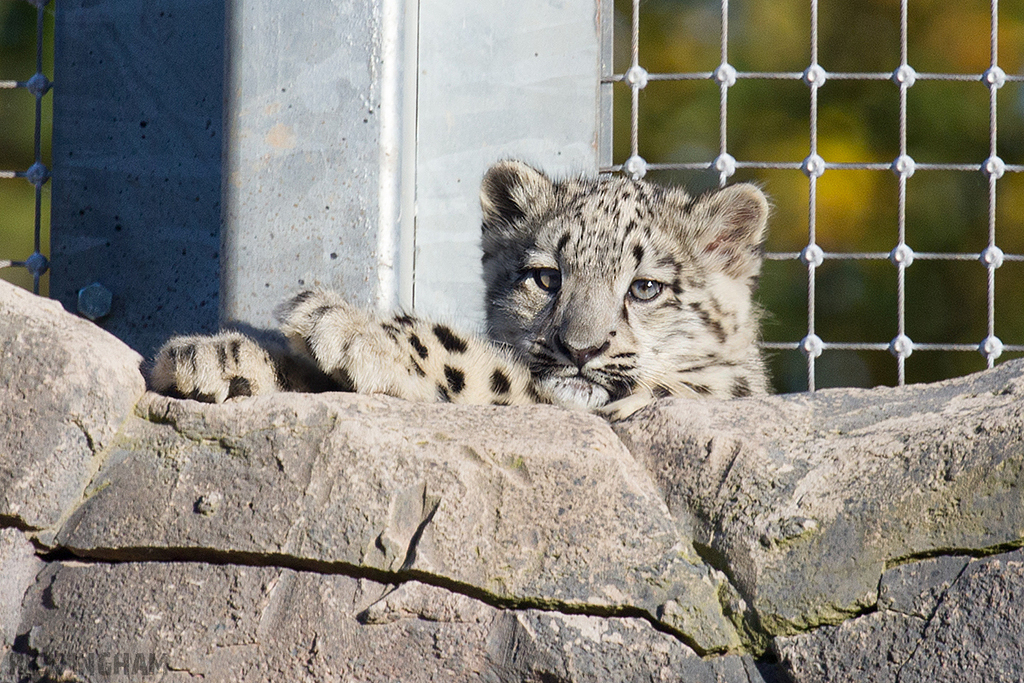 Snow Leopard | Cub
