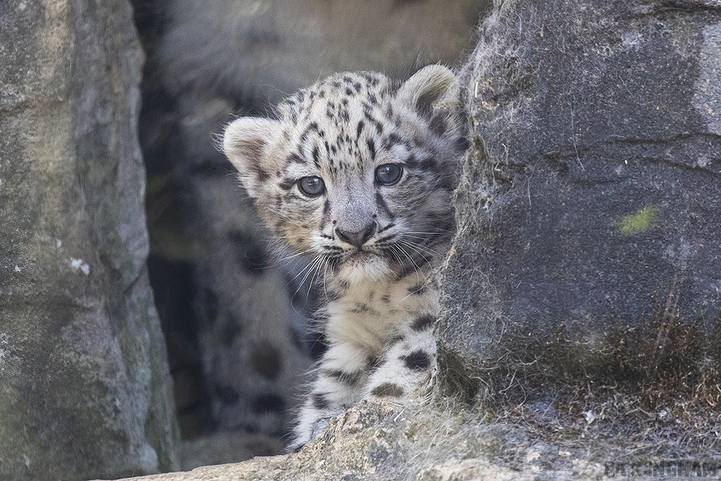 Snow Leopard | Cub