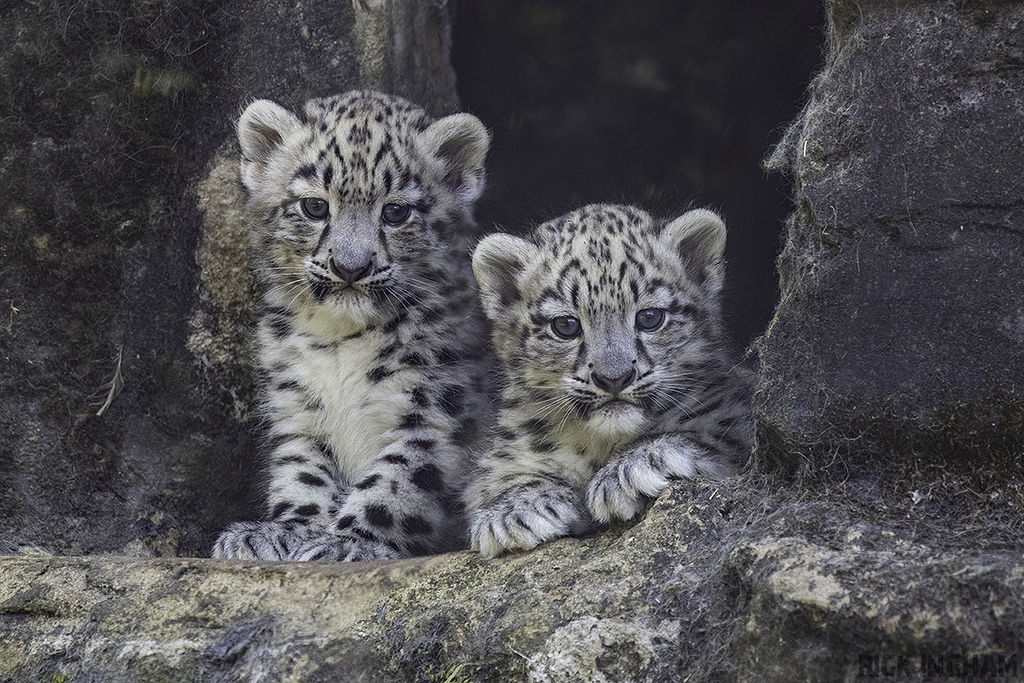 Snow Leopard | Cub