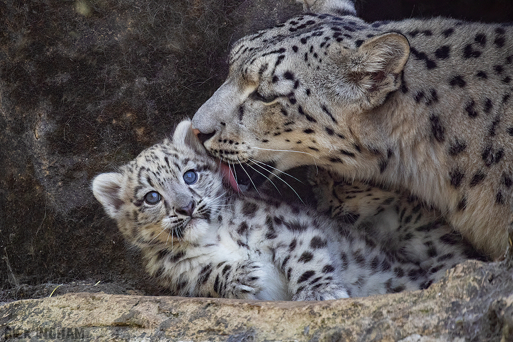 Snow Leopard | Cub
