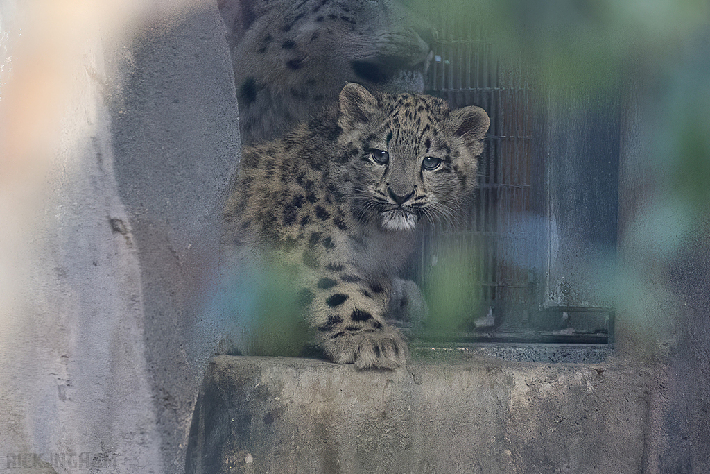 Snow Leopard Cub | Bheri