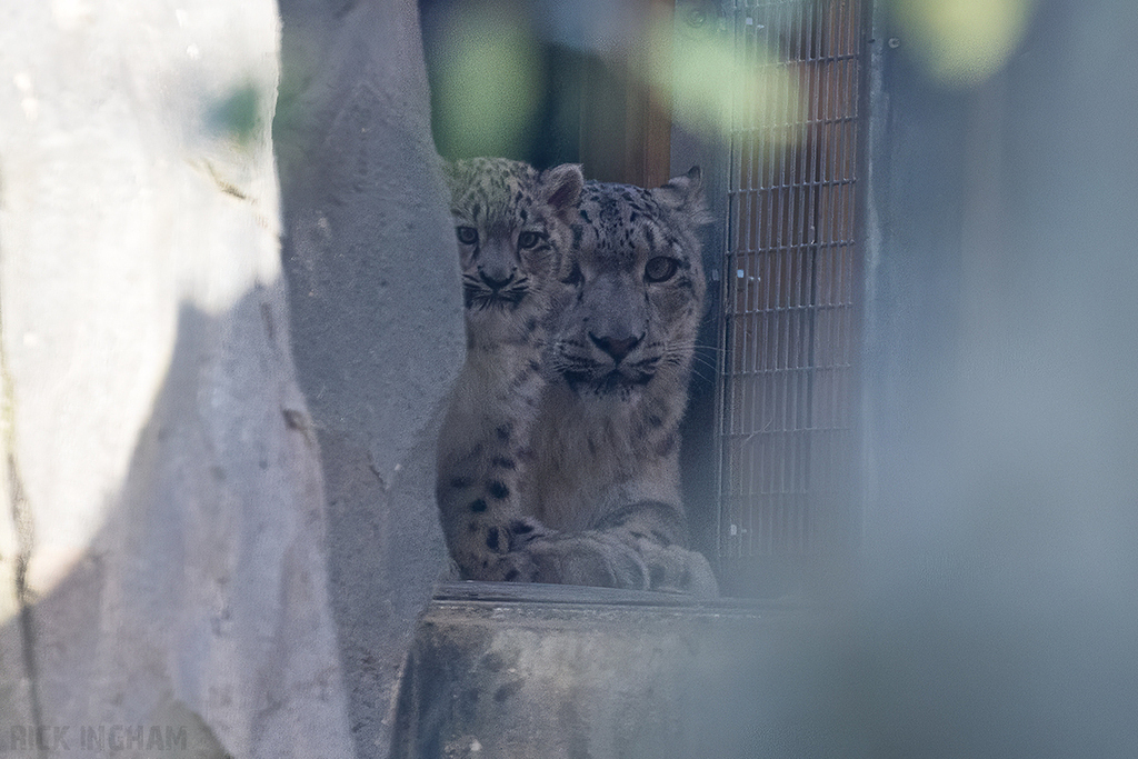 Snow Leopard Cub | Bheri