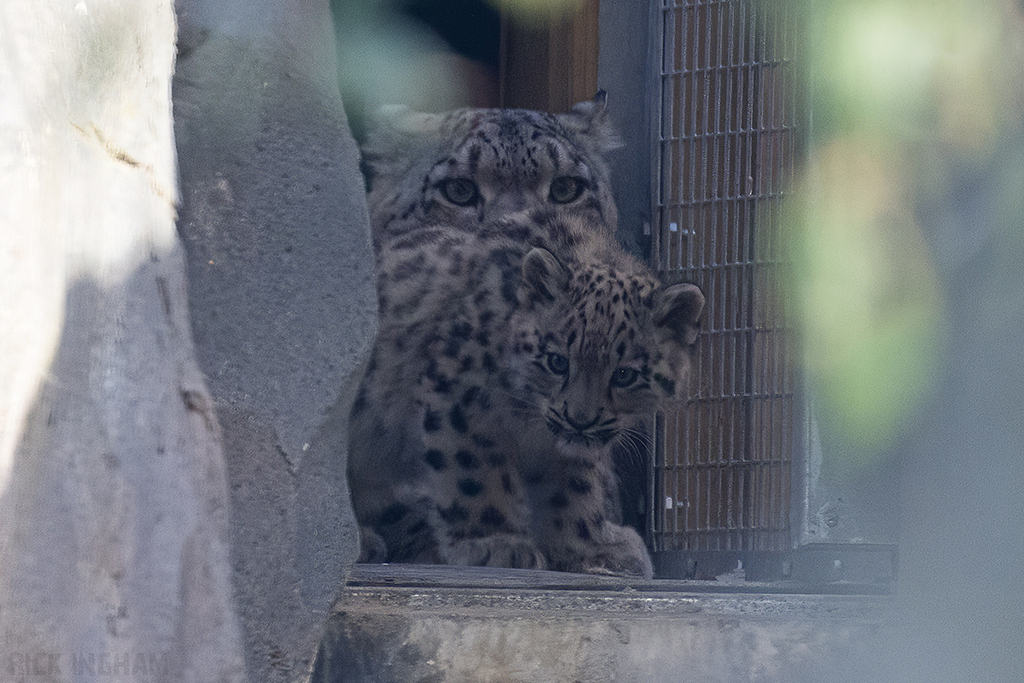 Snow Leopard Cub | Bheri