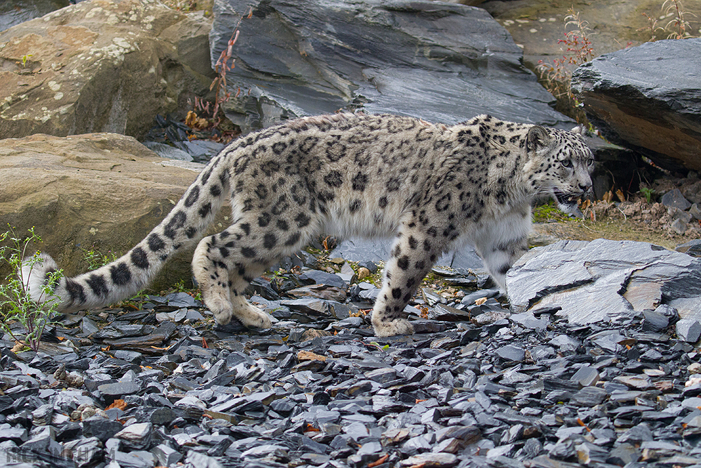 Snow Leopard