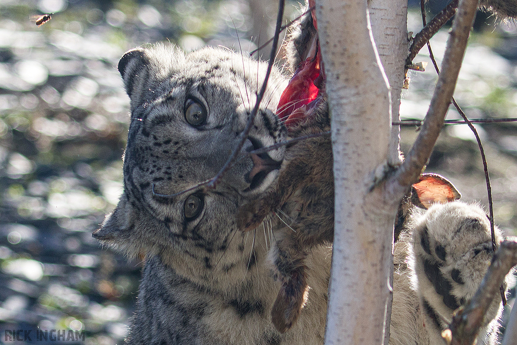 Snow Leopard