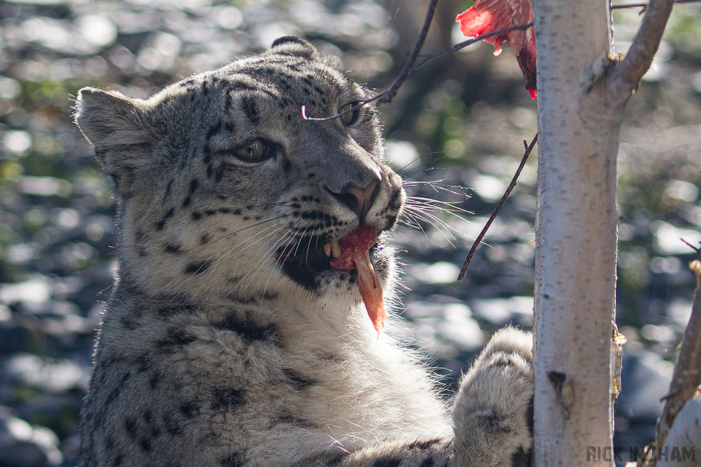 Snow Leopard