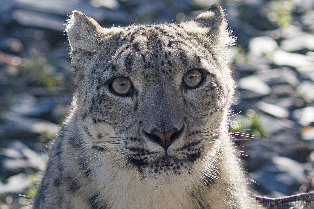 Snow Leopard