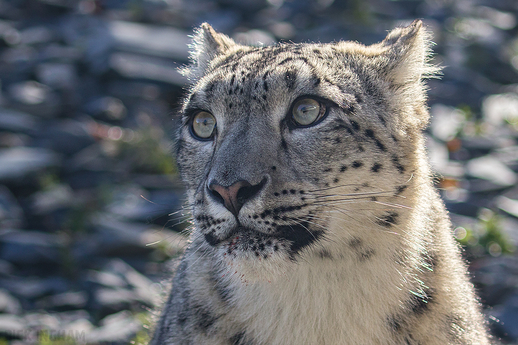 Snow Leopard