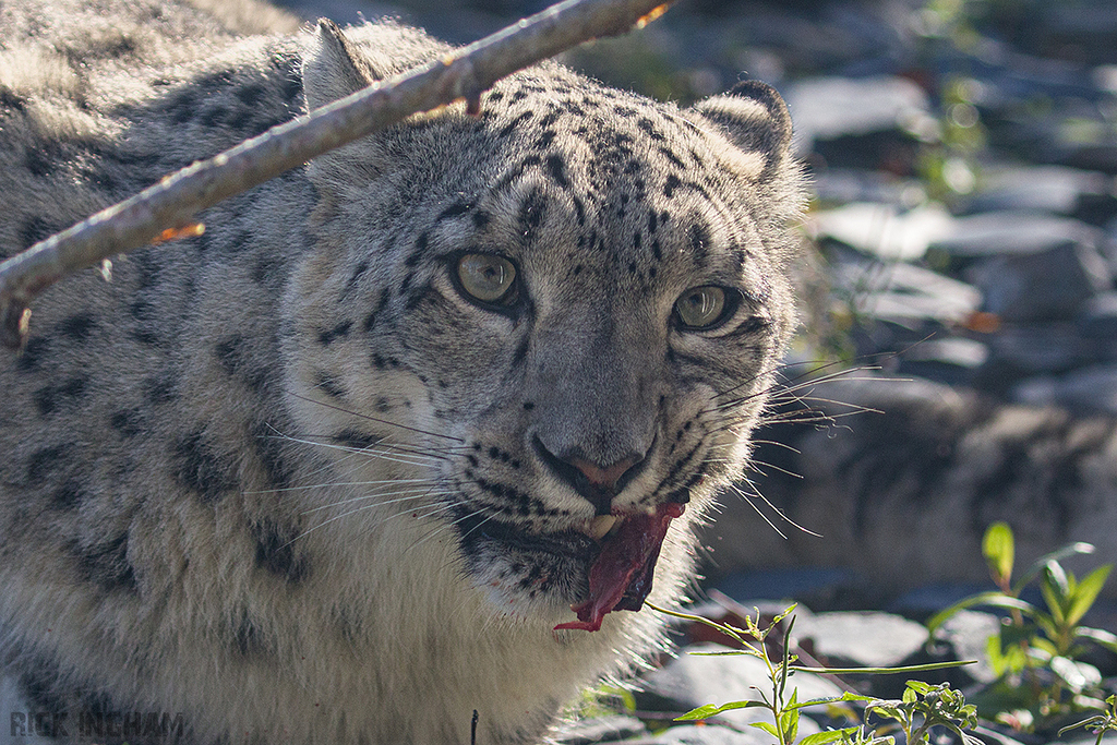 Snow Leopard