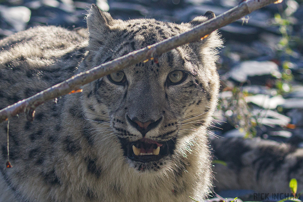 Snow Leopard