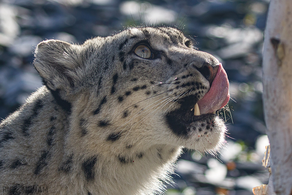Snow Leopard
