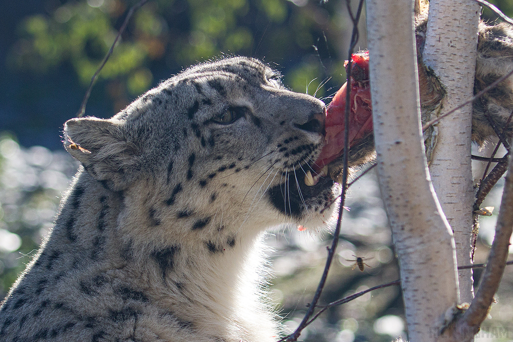 Snow Leopard