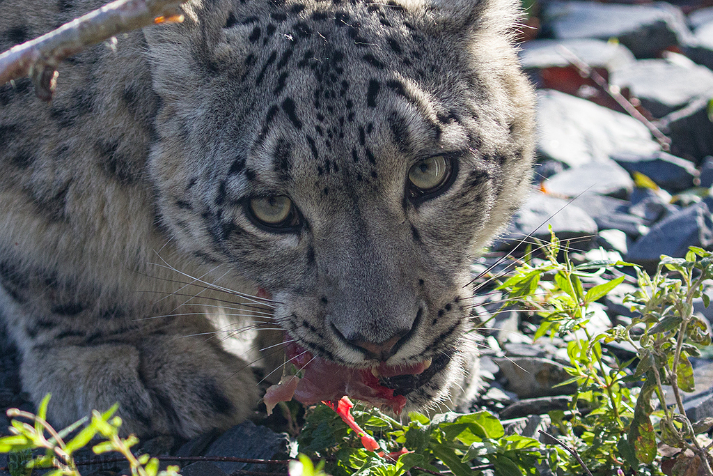 Snow Leopard