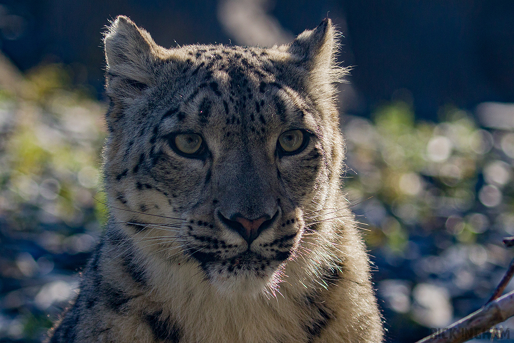 Snow Leopard