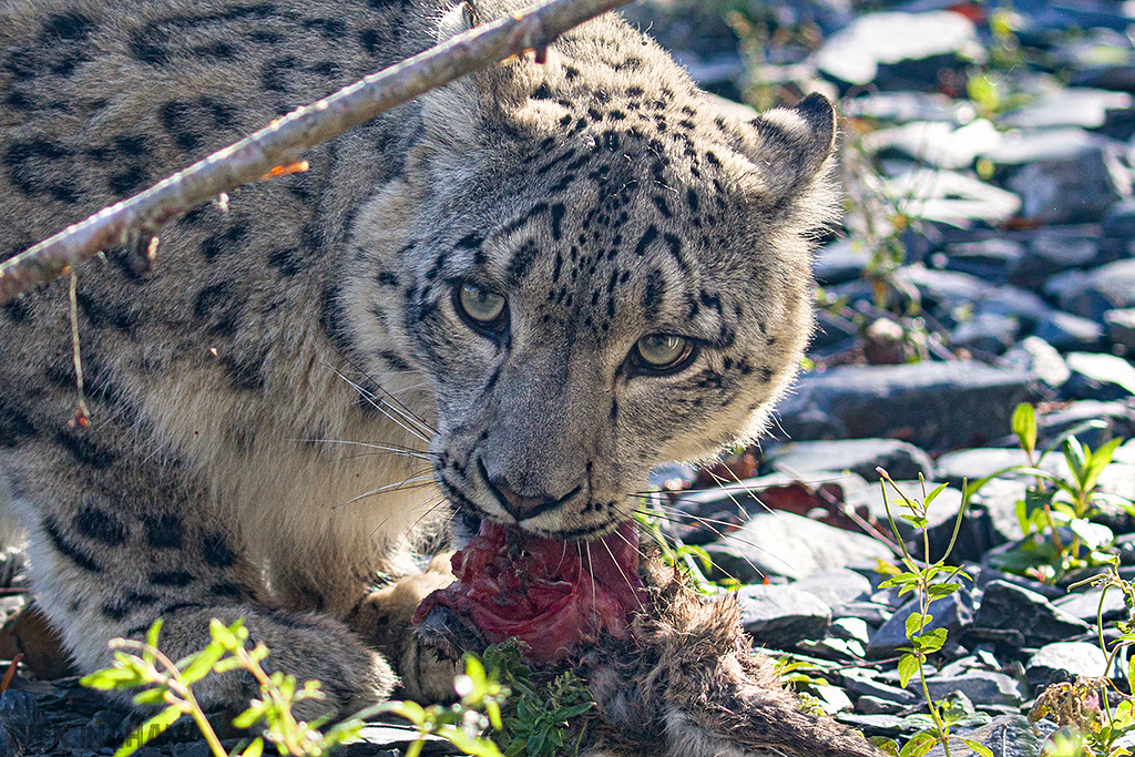 Snow Leopard